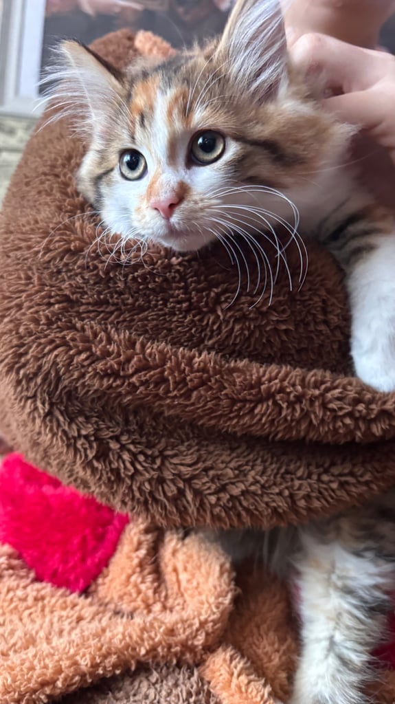 Kittens for sale