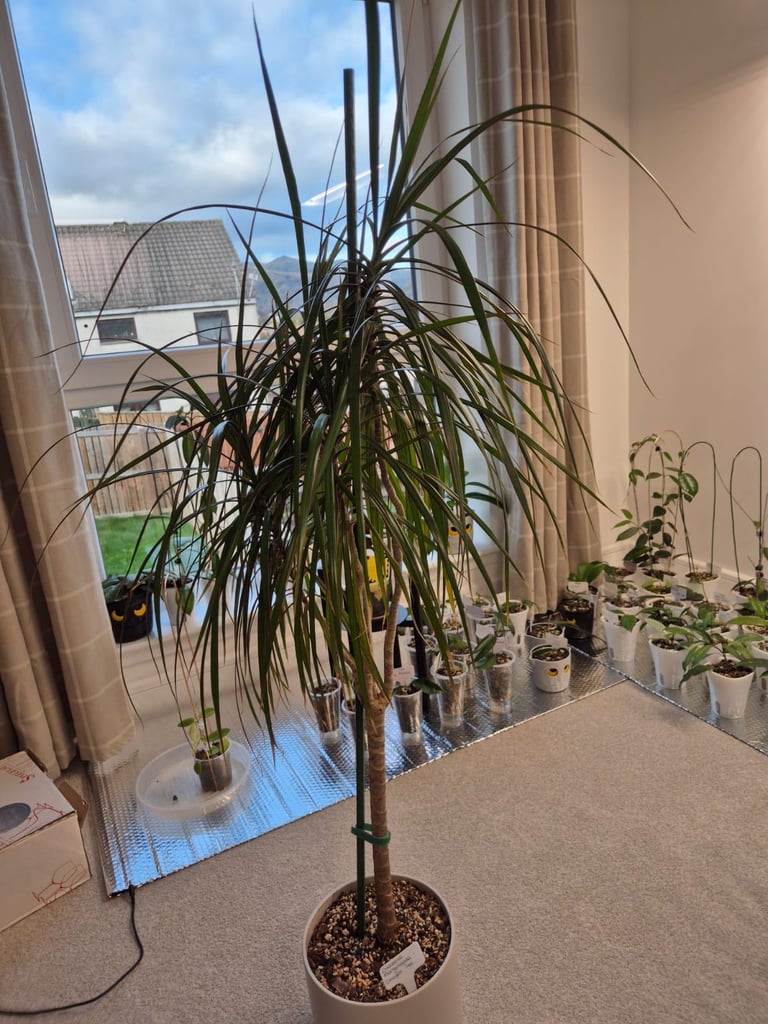 image for Dracaena, Dragon Tree