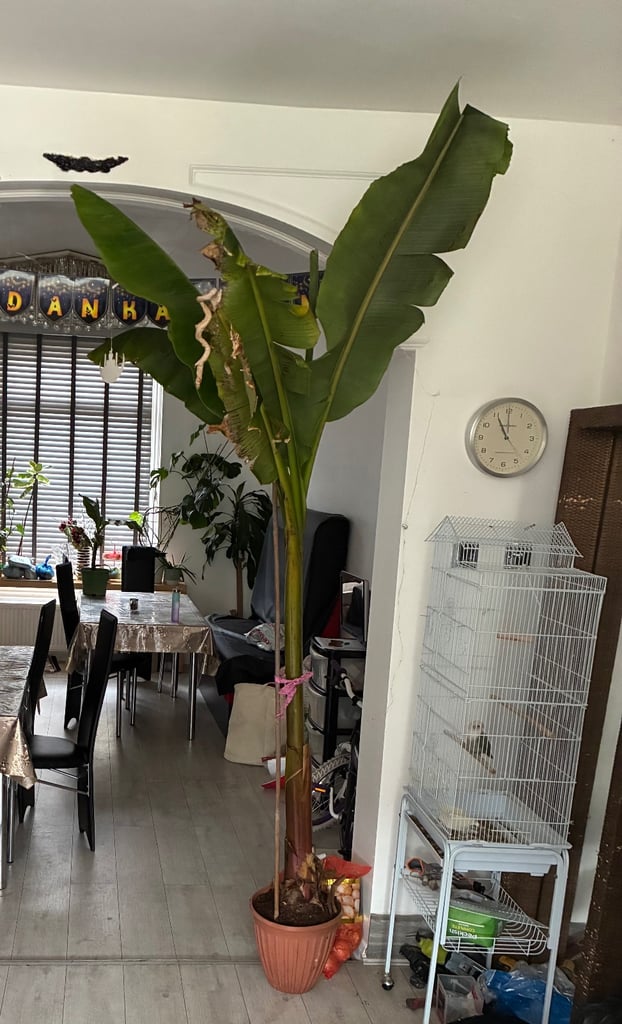 Indoor and outdoor banana plants 