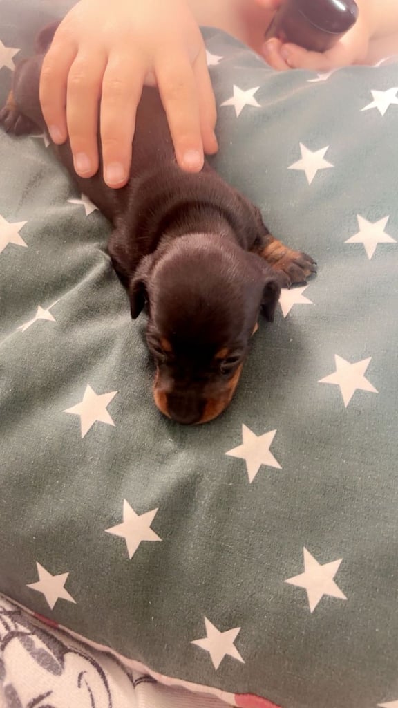 Beautiful miniature dachshunds, deposits being taken now