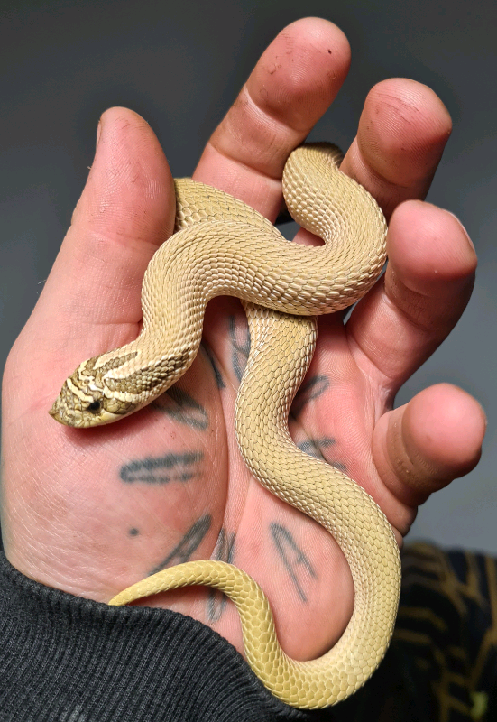 Snakes hognose and python