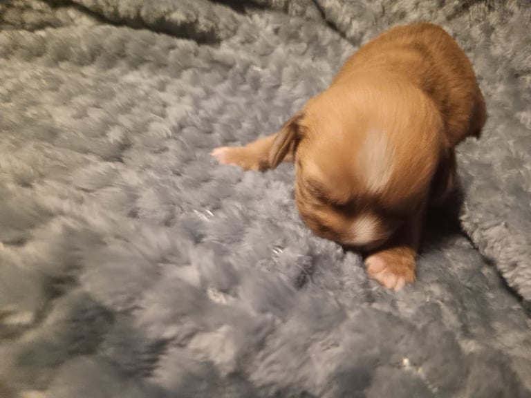 Beautiful dachshund cross cava-tzu for sale