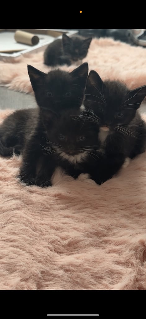 Kittens for sale £100