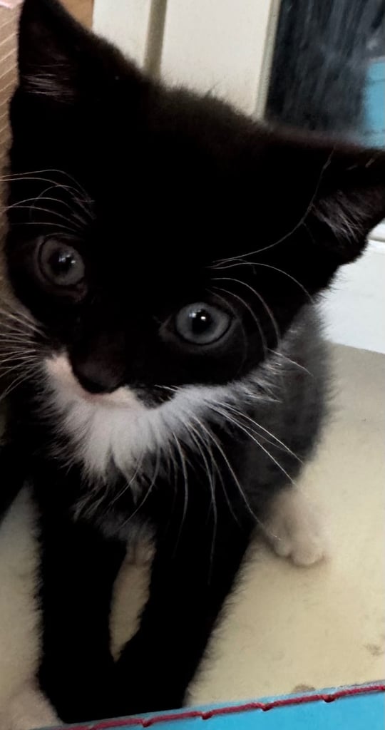 black tuxedo kittens male and female available now