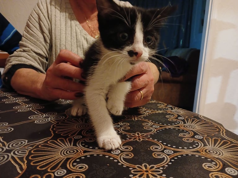 Kittens