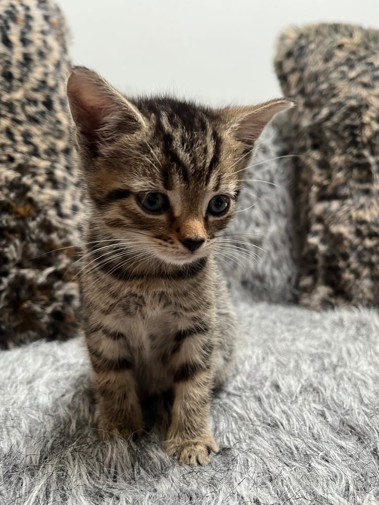 5 tabby kittens for sale 