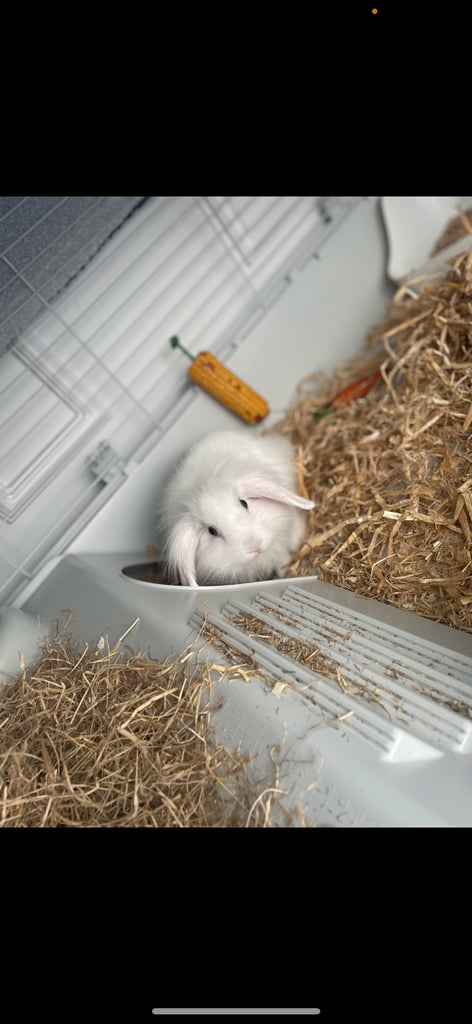 image for Rabbit for sale