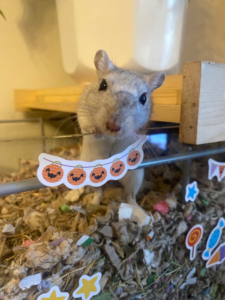 Detolf ikea tank and 2 gerbils 