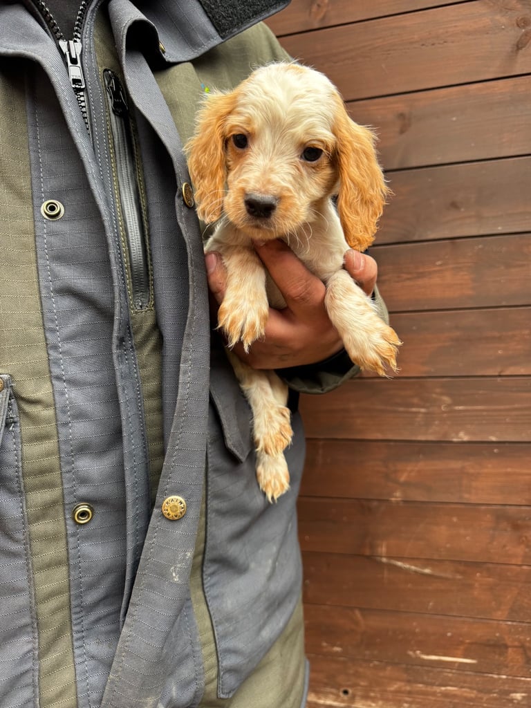 Cocker Spainel Puppies 