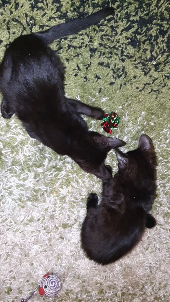 Dark Brown Tabby/Bombay Male Kittens for sale 