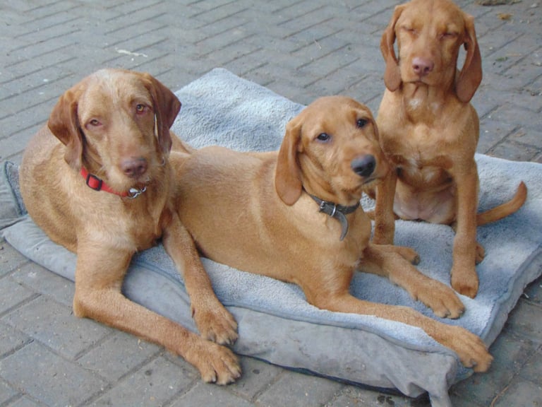 HUNGARIAN VIZSLAS