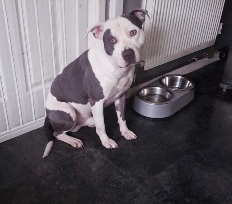 Blue Staffordshire bull terrier puppies 