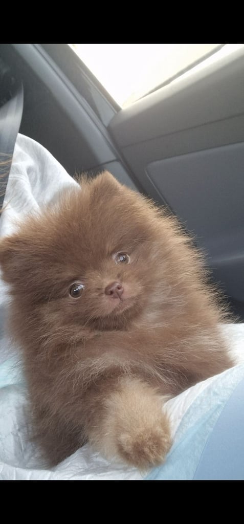 🧸 TOPQUILITY RARE POMERANIAN PUPPIE'S 🧸