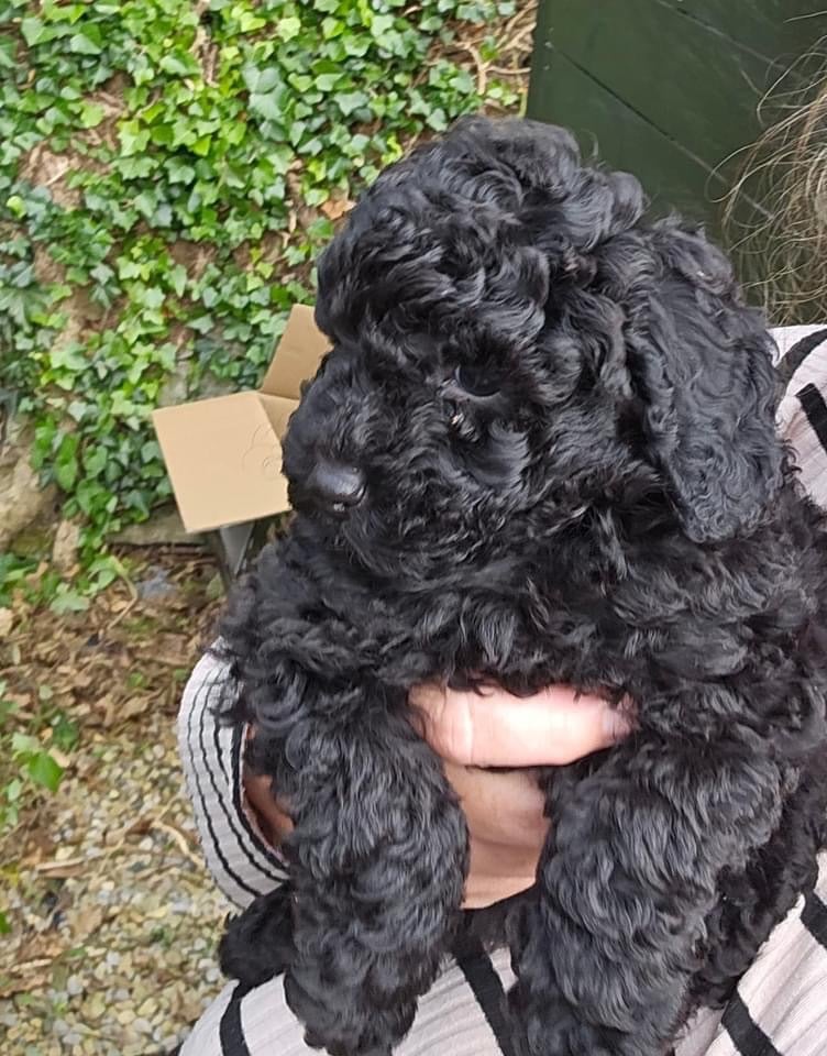 Poodle puppies 