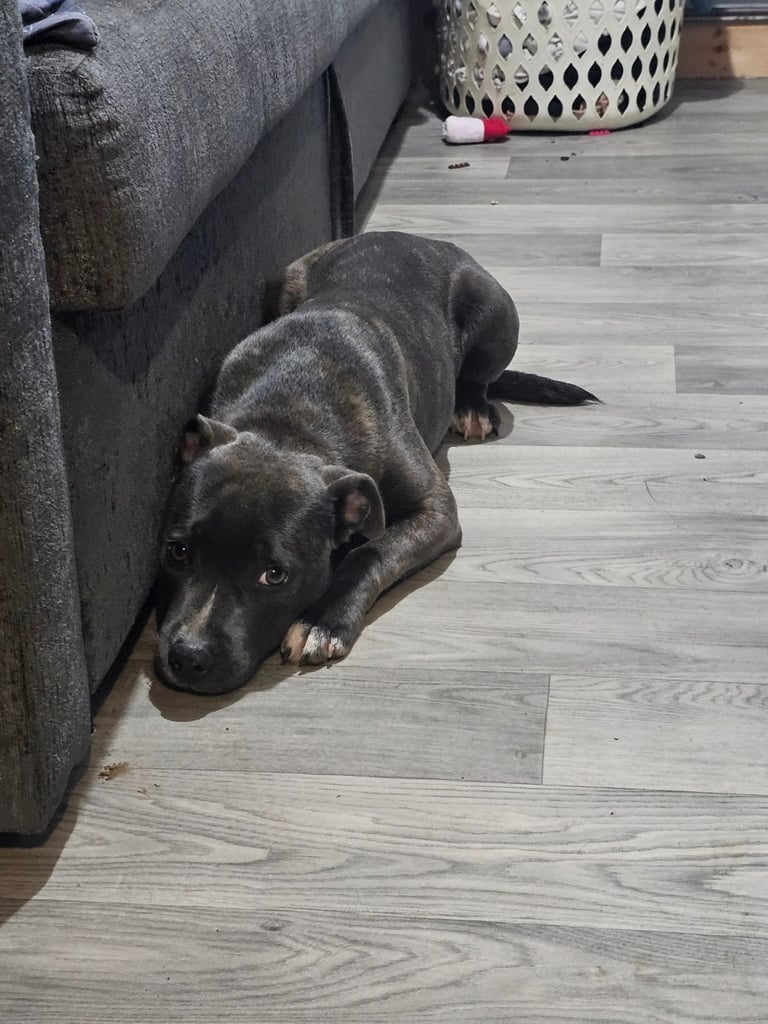  staffordshire bull terrier blue brindle female 