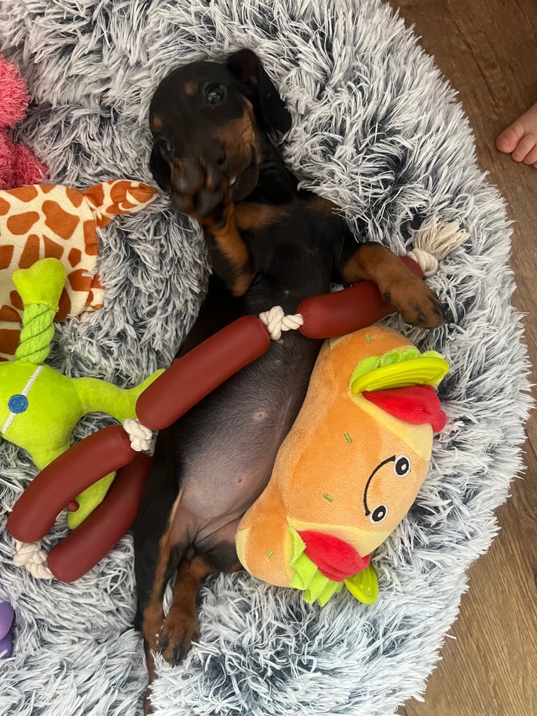 Miniature Dachshund female puppy