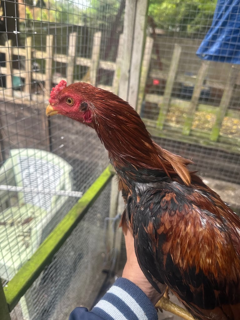 2 male top breed Pakistani Aseel for sale