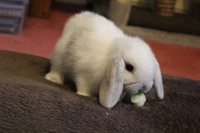 Baby mini lop rabbits