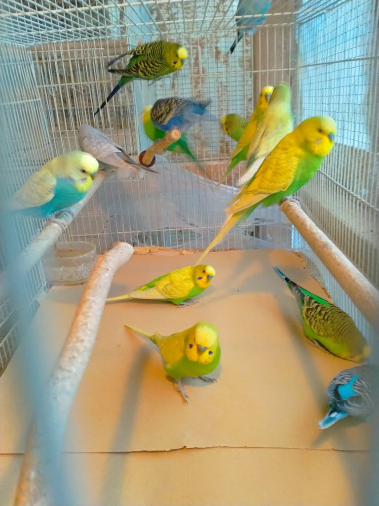 Cockatiels and Budgies - Bristol 