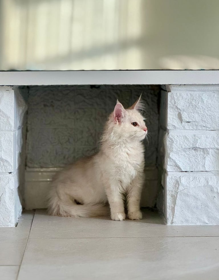 Stunning Maine Coon Kitten