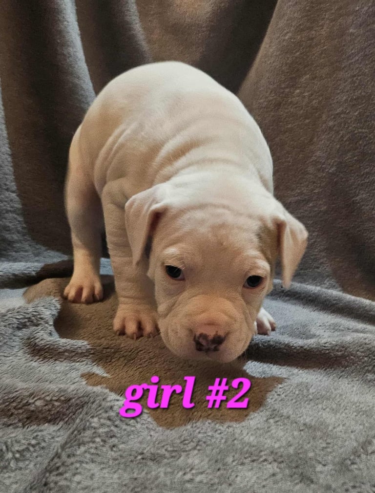 American bulldog puppies ❇️£395 read the info❇️