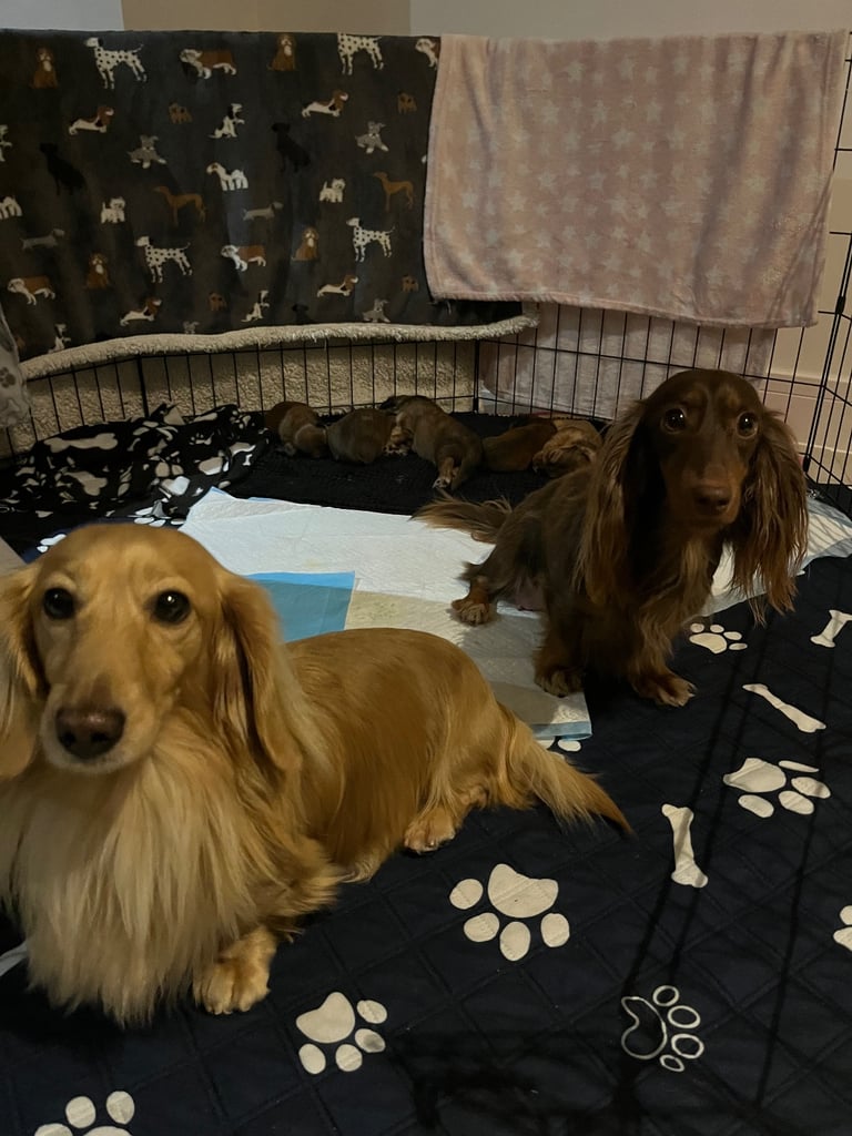 Pedigree family owned miniature longhaired dachshund puppy's in Southampton