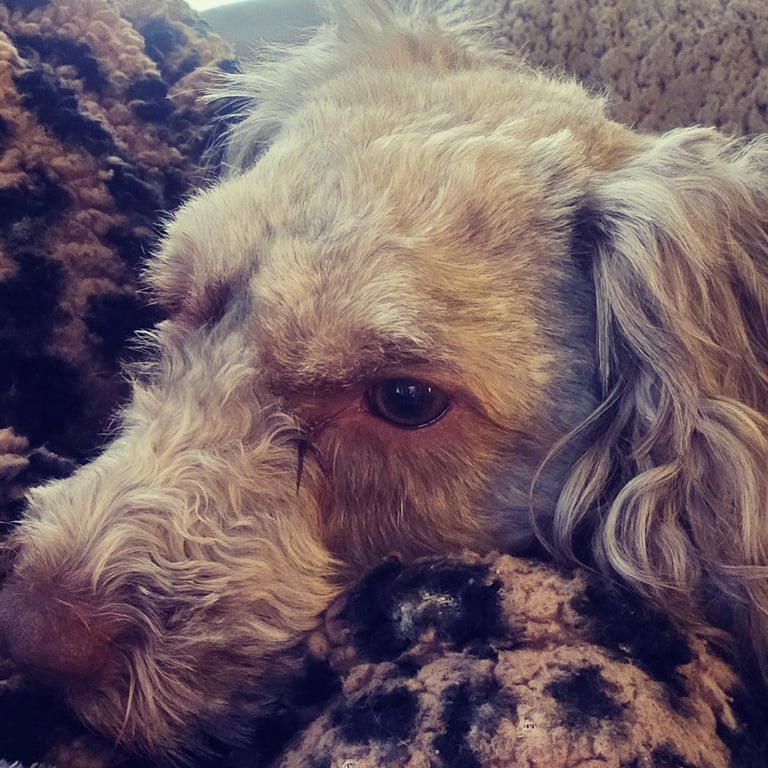 Cockapoo Grey Female