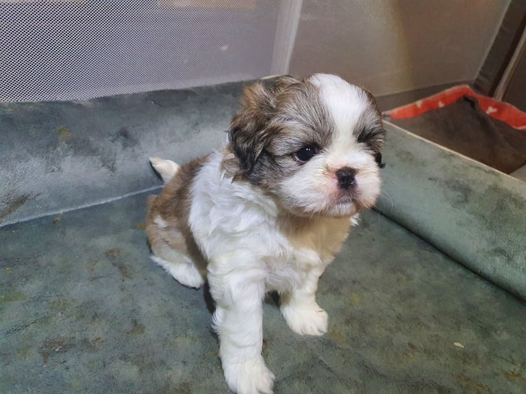 shih tzu puppies
