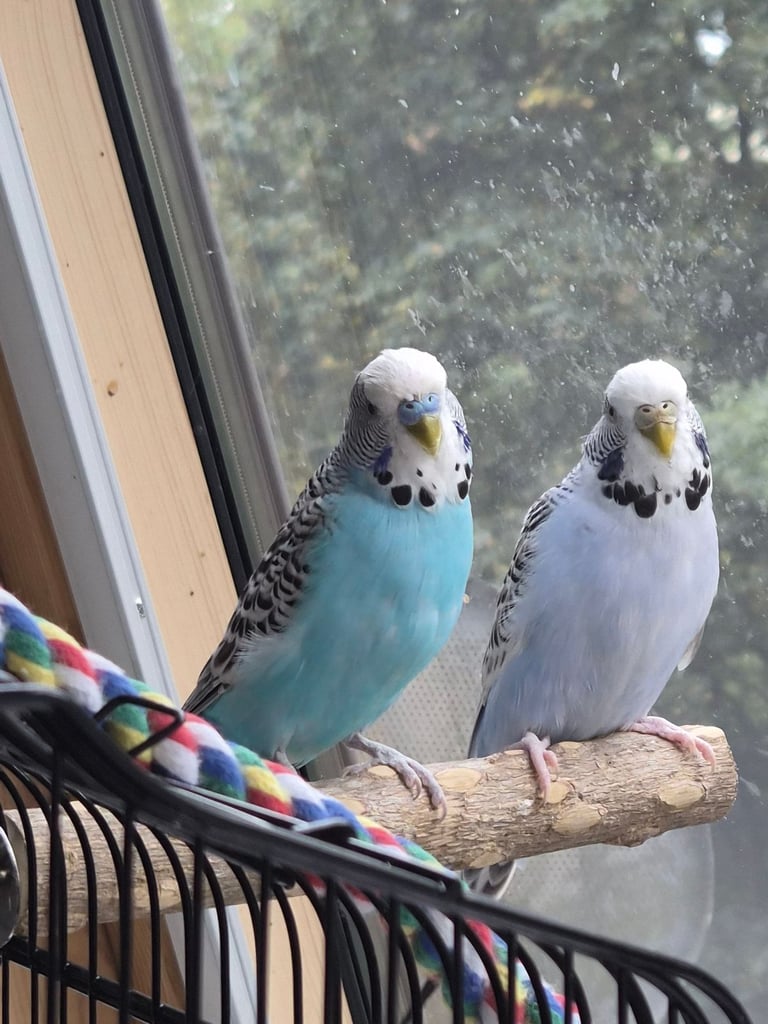 Female and male budgie. 