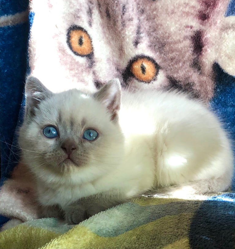 Gorgeous Colourpoint BSH kittens 