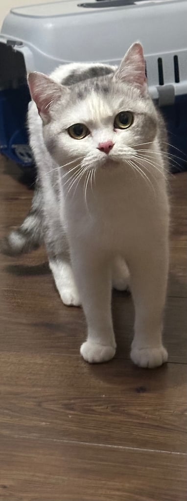 Black British Shorthair - Kitten