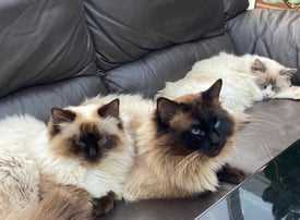 Pure Ragdoll cats for sale