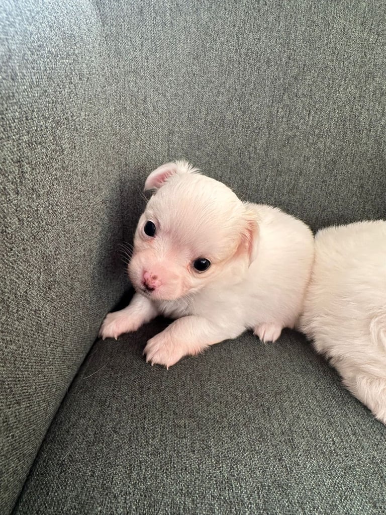 Chihuahua long hair puppies 
