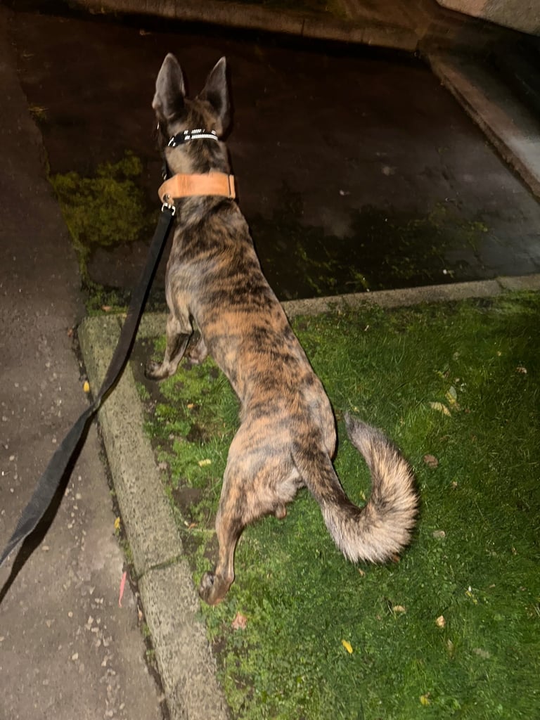 Belgian malinois x Dutch shepherd mix