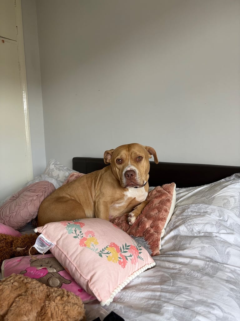Female staff cross breed 