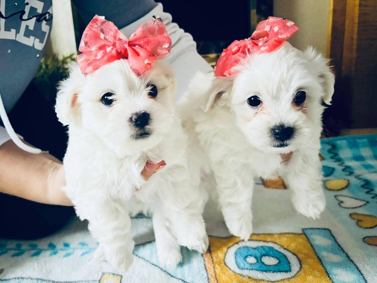 image for BICHON MALTESE FOR SALE - 2 GIRLS AVAILABLE 