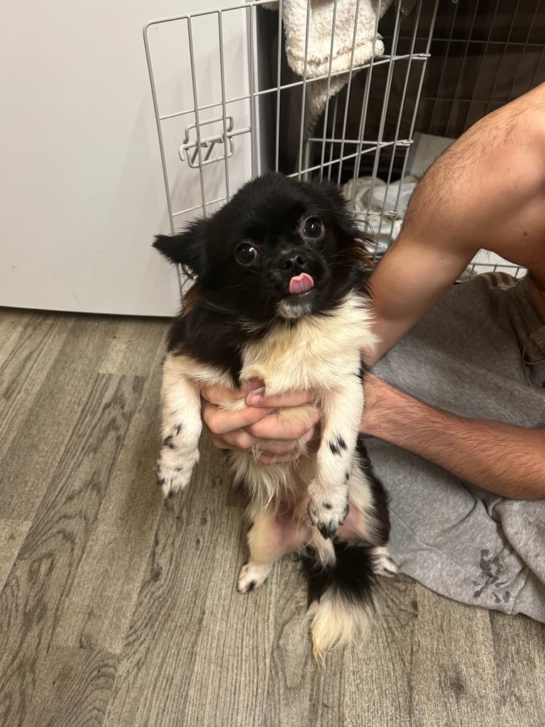 Chihuahua x shitzu no offers