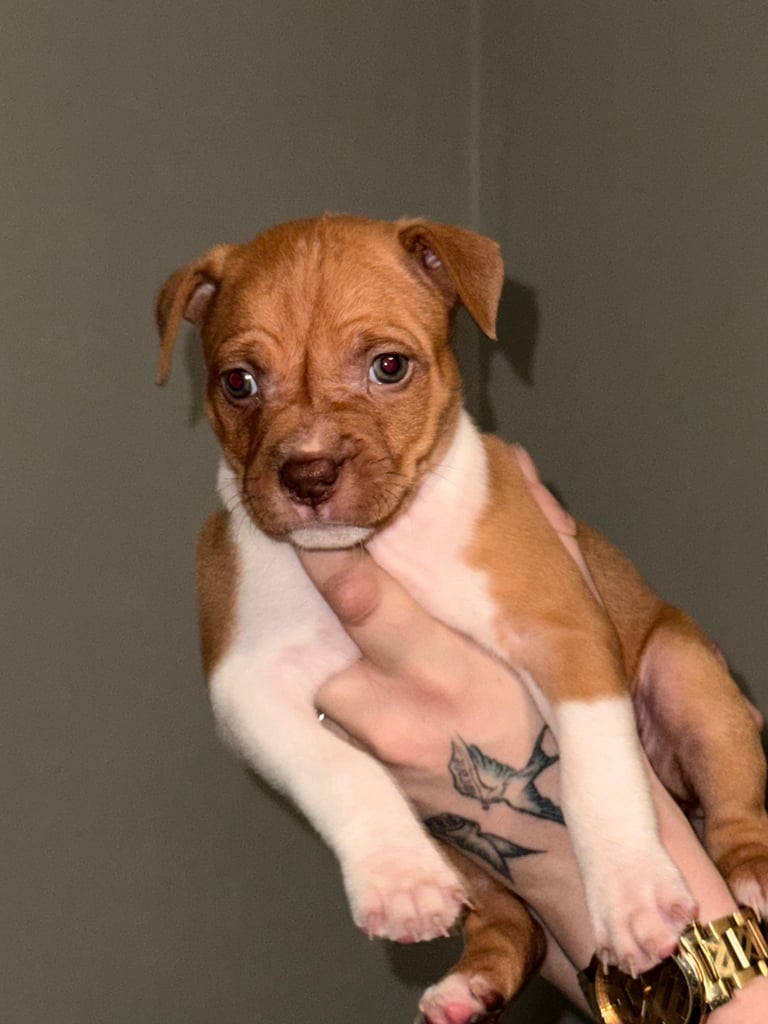 image for *LAST PUP* Staffordshire Bull Terrier Puppies