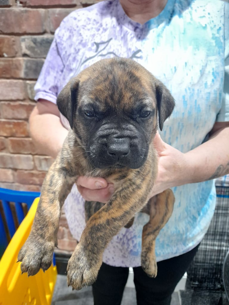 Presa canario puppies