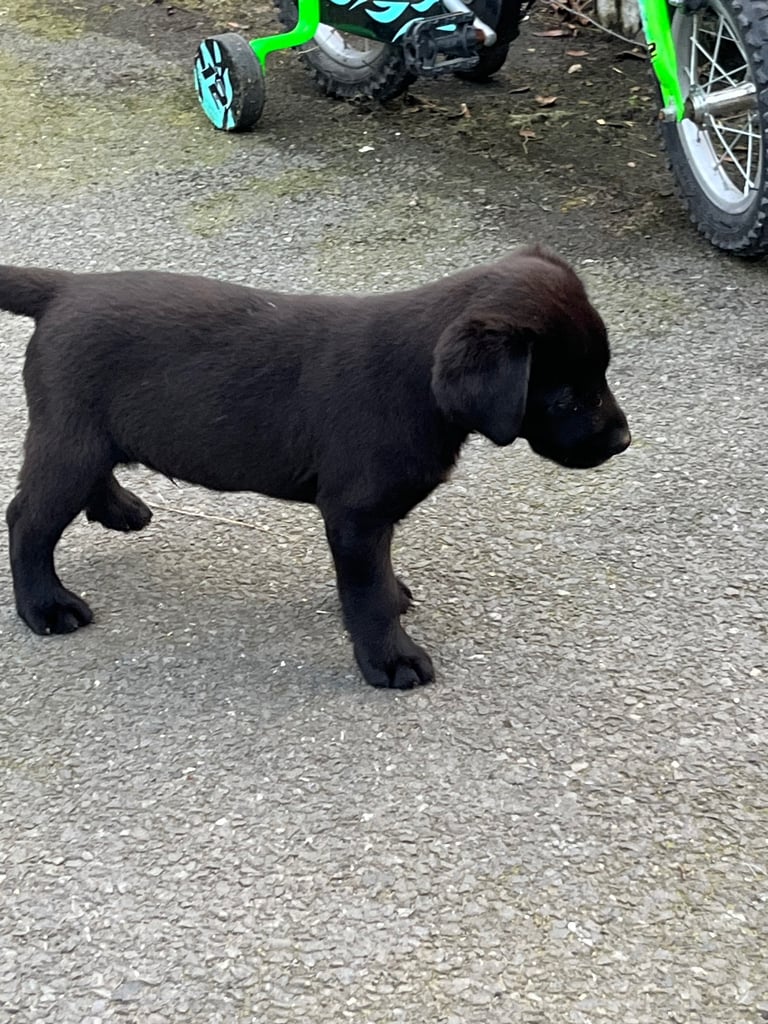 black labrador puppy