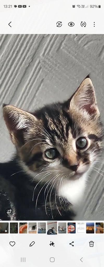 Beautiful pure white and tabby kitten for sale