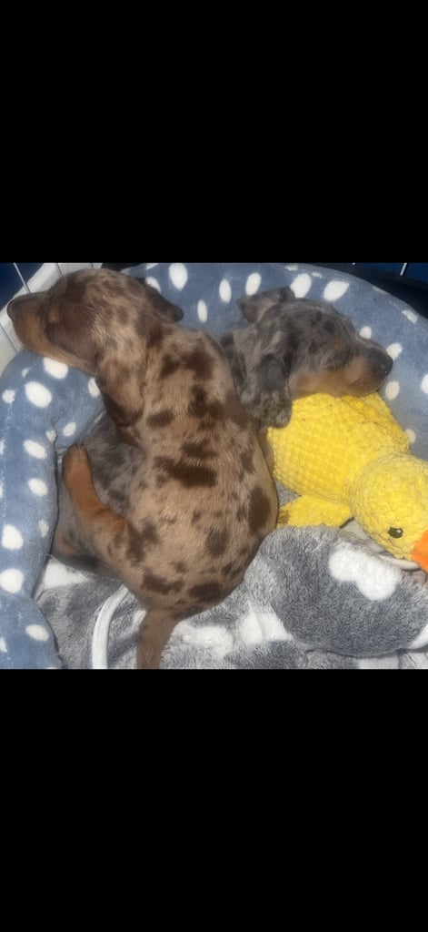 Miniature dachshund puppies 