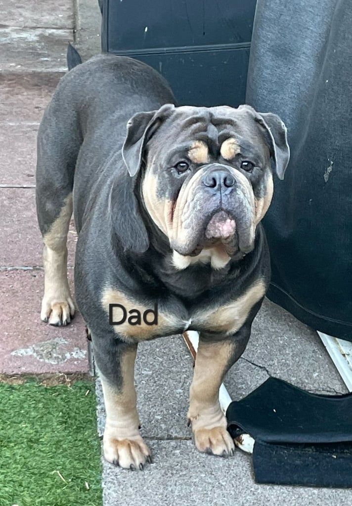 Last available boy Olde english bulldog for sale