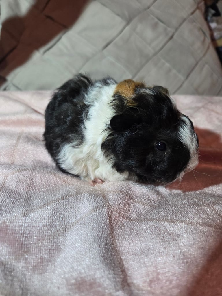 image for Lunkarya x Abyssinian baby guinea pigs