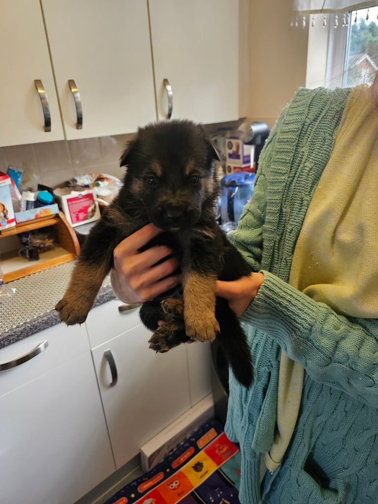 German Shepherds Boy
