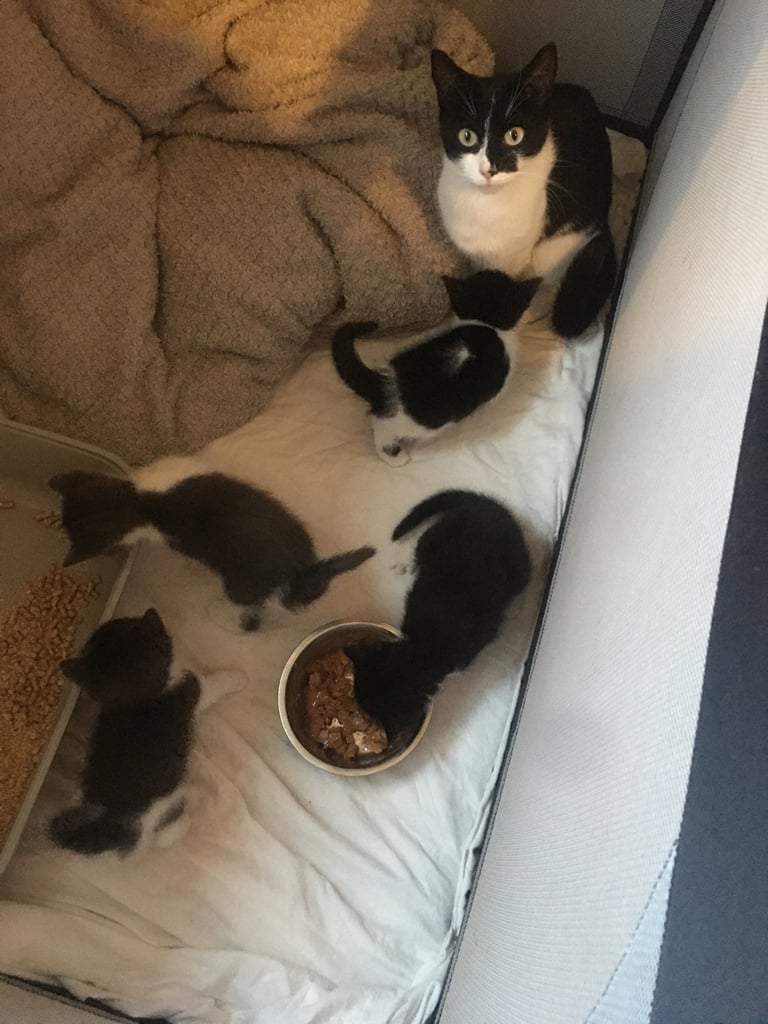 Adorable kittens  all sold pending 