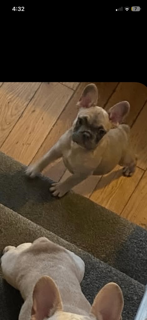 Blue fawn male French bulldog 