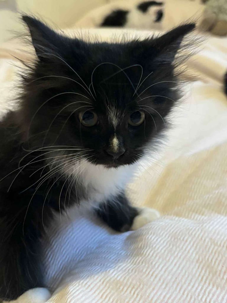 Kittens looking for their forever home.