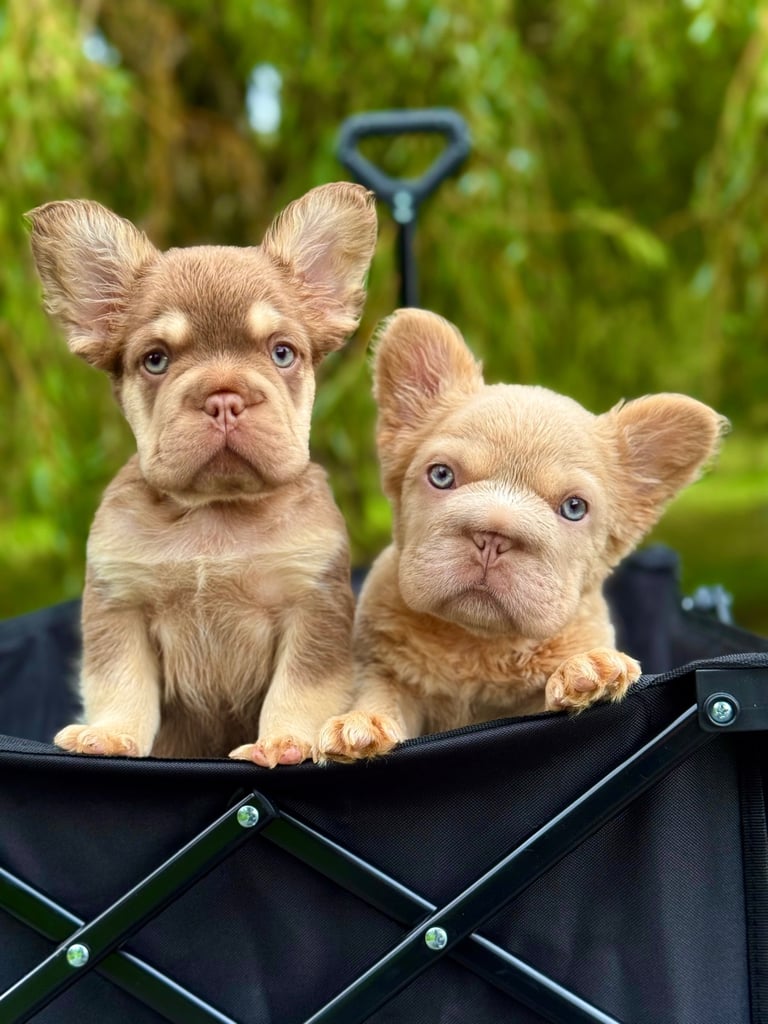 Visual Fluffy New Shade Frenchies