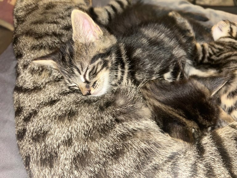 bengal x ragdoll kittens READY TO LEAVE 